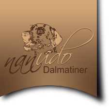 NANUDO - Dalmatiner - Deckeinsätze von Christi ORMOND Knjaz Simeon Pervom