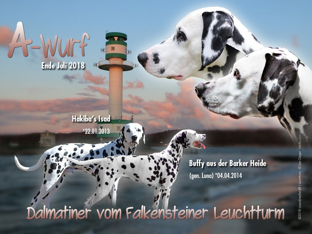 Dalmatiner vom Falkensteiner Leuchtturm / A-Wurf