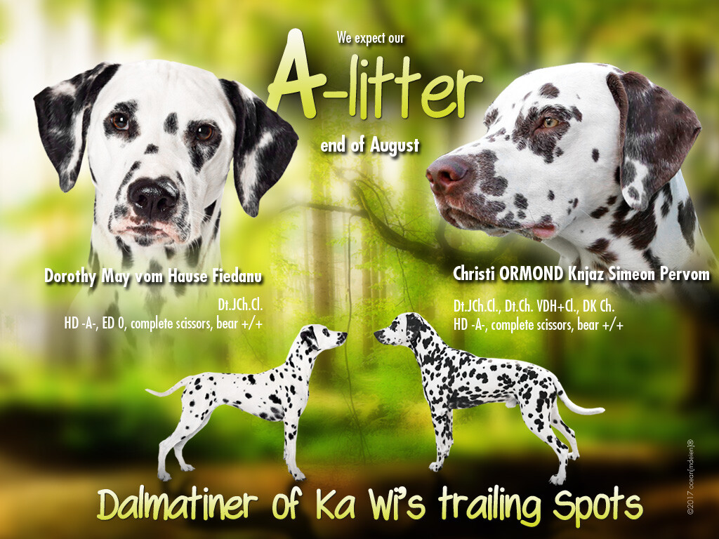 Dalmatiner of KaWi's Trailing Spots / A-Wurf