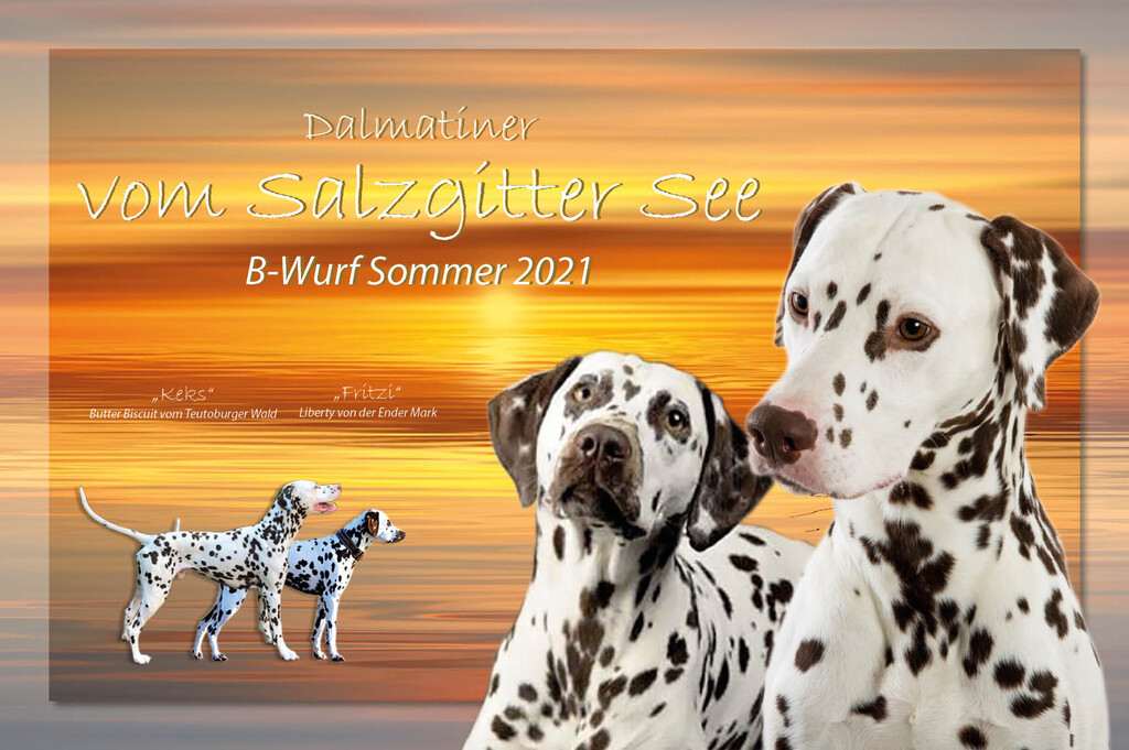 Dalmatiner vom Salzgitter See / B-Wurf