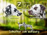 Z-Wurf vom Wolfsberg