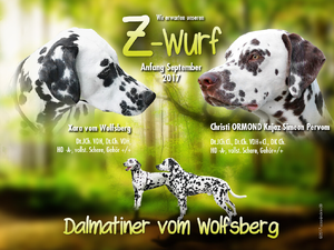 Dalmatiner vom Wolfsberg / Z-Wurf