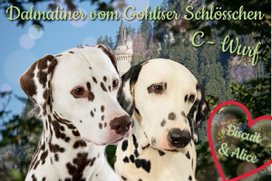 Dalmatiner vom Gohliser Schlösschen / C-Wurf