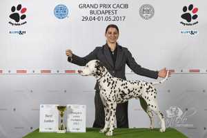 Budapest Grand Prix CACIB Show 2017 (HU)